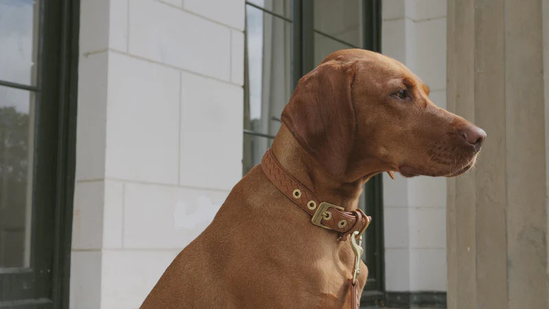 Exclusieve Stijl voor Uw Hond